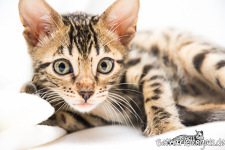 Bengal Kitten